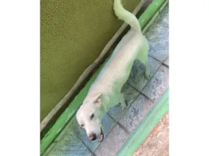 Cachorro raça SRD-ViraLata idade 2 anos nome Pipoca 