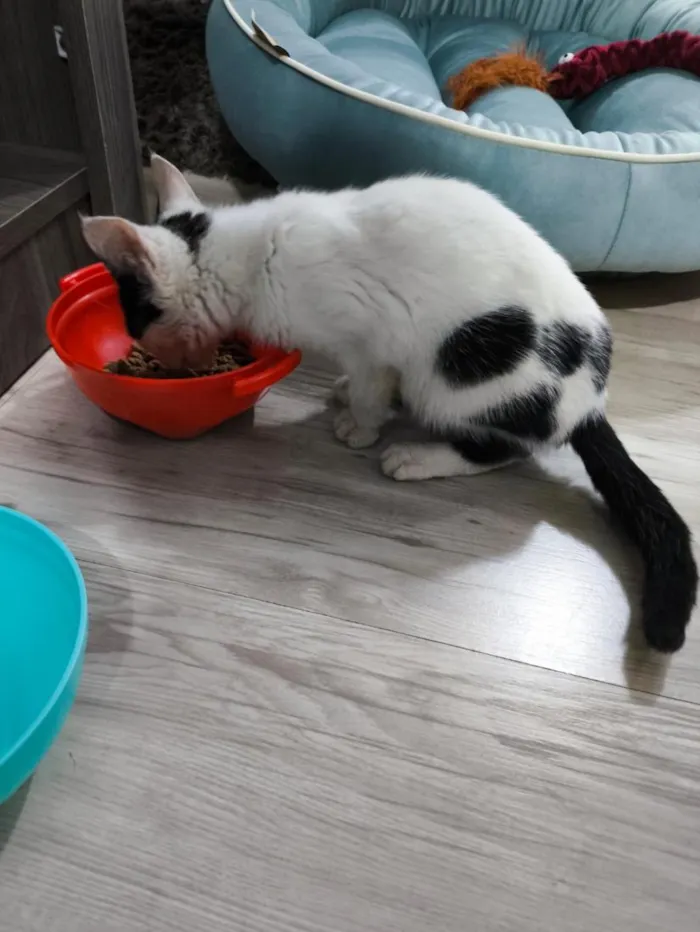 Gato raça SRD-ViraLata idade 2 a 6 meses nome Elos