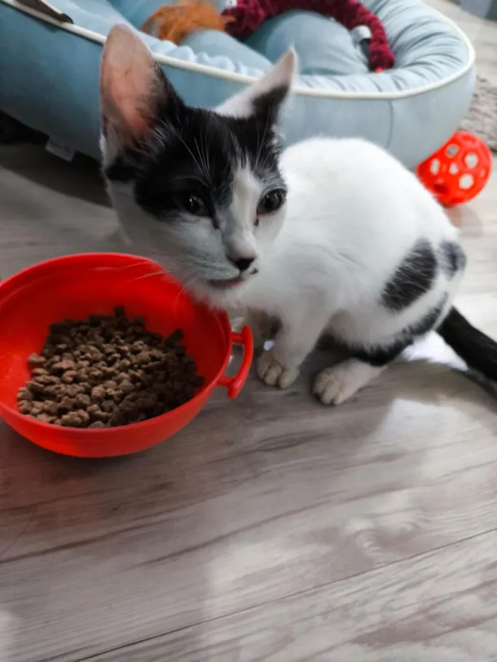 Gato raça SRD-ViraLata idade 2 a 6 meses nome Elos