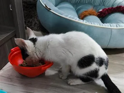 Gato raça SRD-ViraLata idade 2 a 6 meses nome Elos