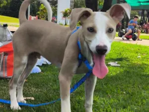 Cachorro raça SRD-ViraLata idade 7 a 11 meses nome Bolt