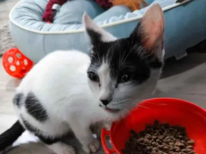 Gato raça SRD-ViraLata idade 2 a 6 meses nome Elos