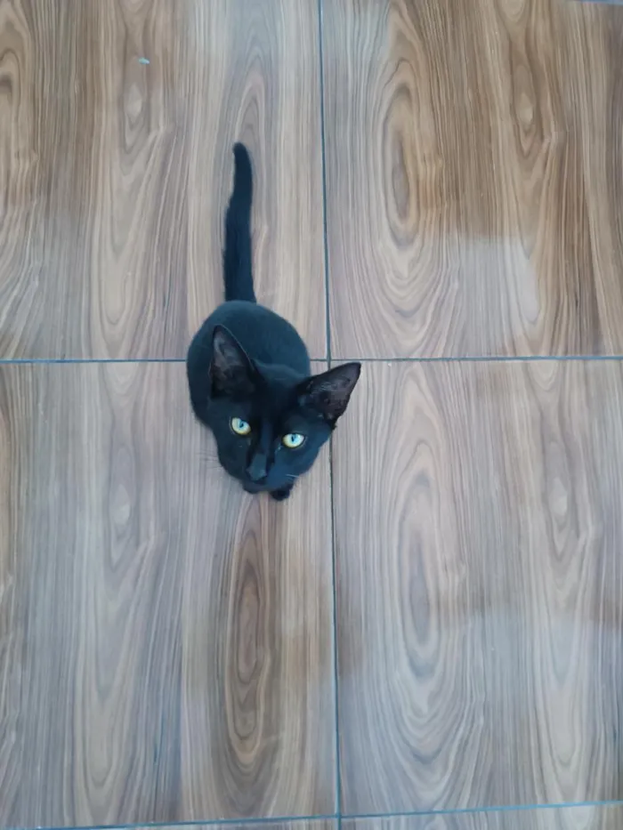 Gato raça SRD-ViraLata idade 2 a 6 meses nome Salém 