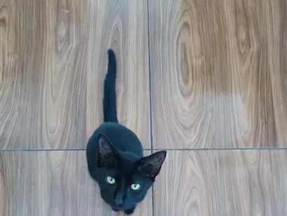 Gato raça SRD-ViraLata idade 2 a 6 meses nome Salém 