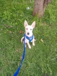 Chulinho