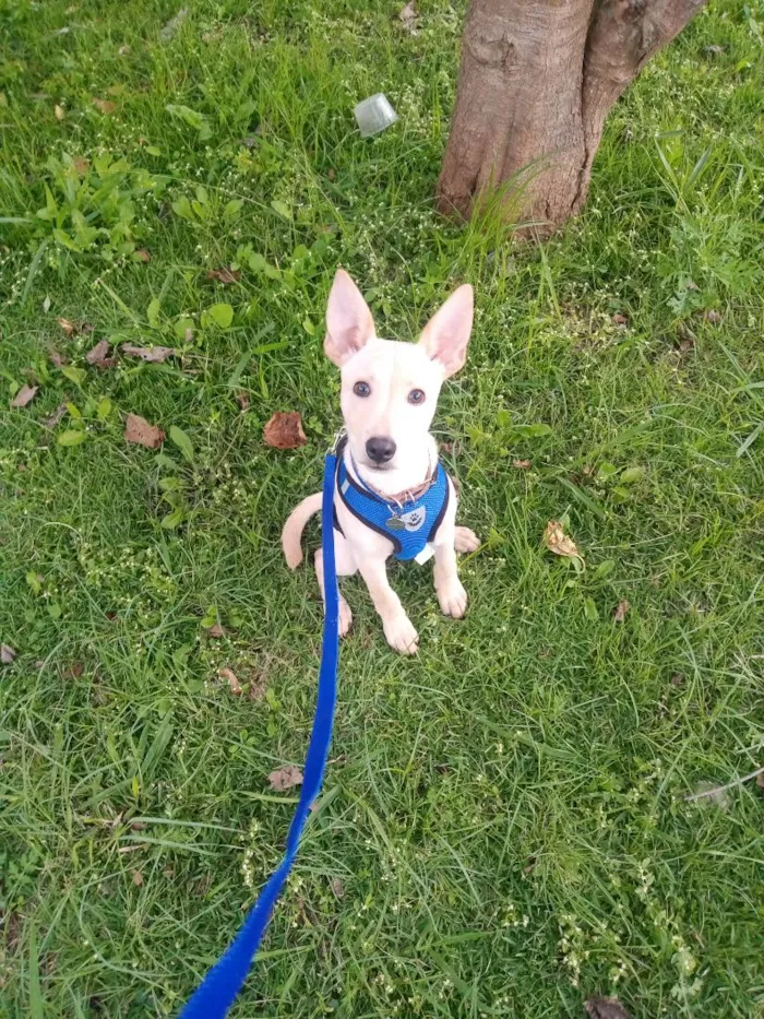 Cachorro raça SRD-ViraLata idade 2 a 6 meses nome Chulinho