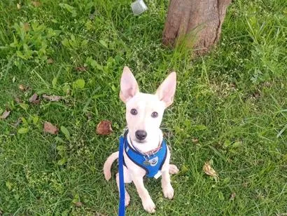 Cachorro raça SRD-ViraLata idade 2 a 6 meses nome Chulinho