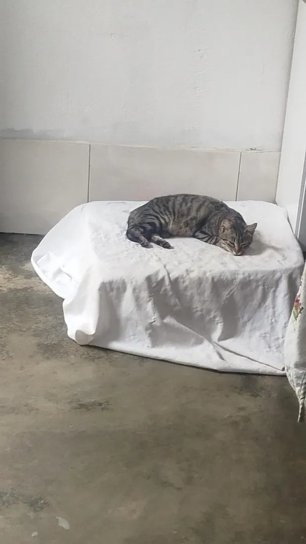 Gato raça SRD-ViraLata idade 2 a 6 meses nome Mina