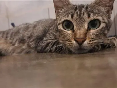 Gato raça SRD-ViraLata idade 2 a 6 meses nome Mina