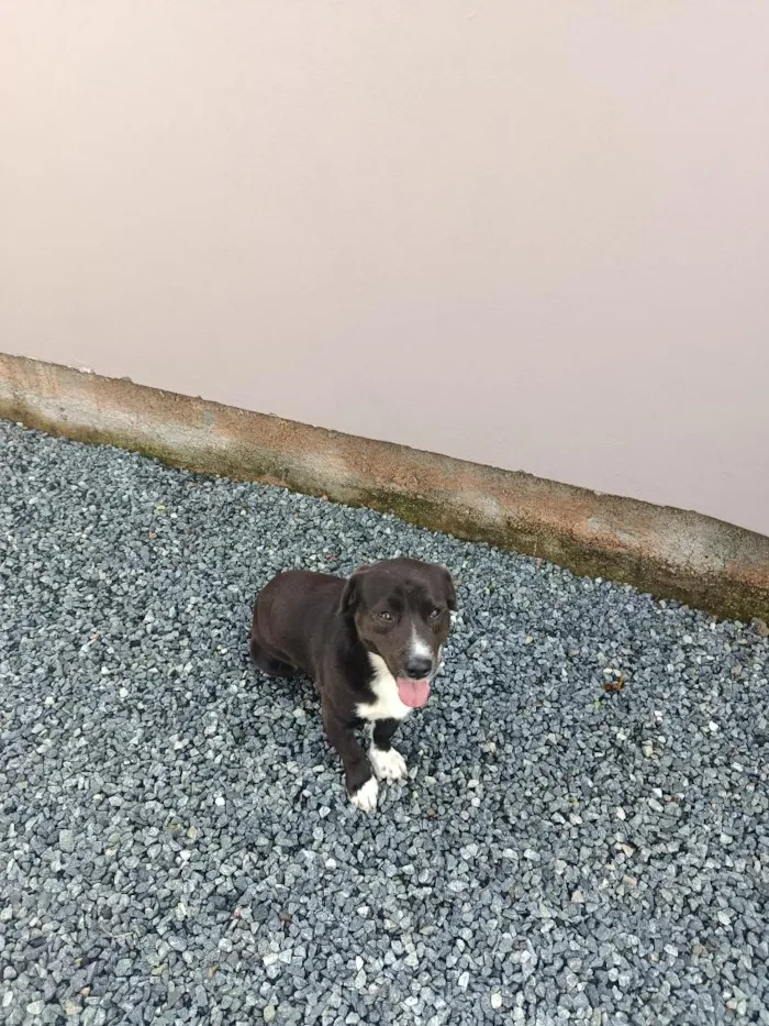 Cachorro raça SRD-ViraLata idade 7 a 11 meses nome Charuto 