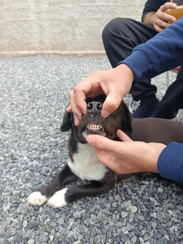 Cachorro raça SRD-ViraLata idade 7 a 11 meses nome Charuto 
