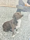 Charuto 