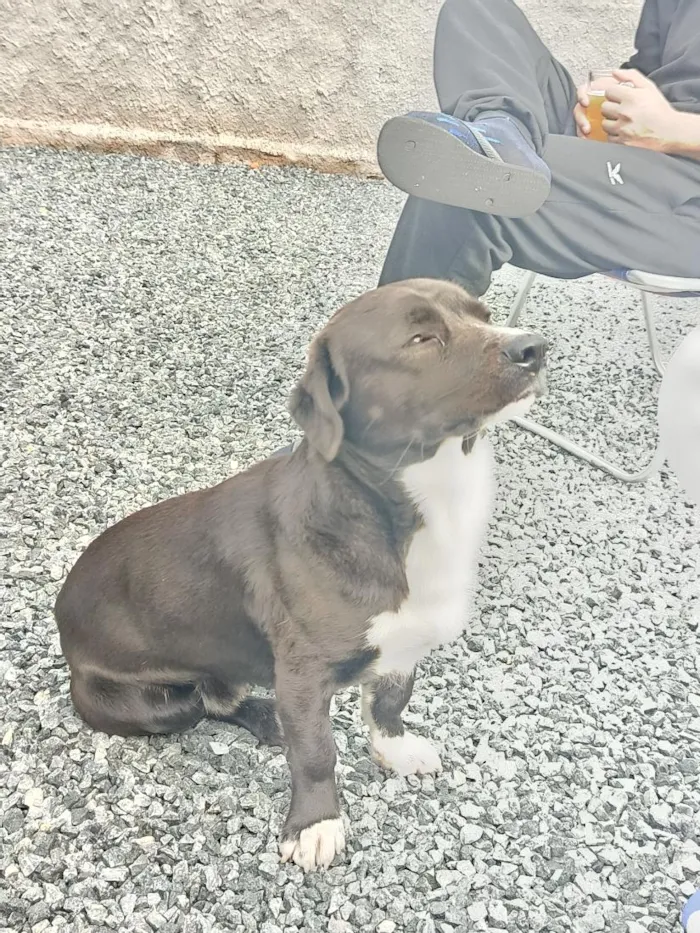 Cachorro raça SRD-ViraLata idade 7 a 11 meses nome Charuto 