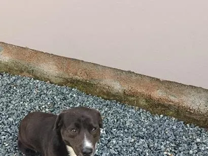 Cachorro raça SRD-ViraLata idade 7 a 11 meses nome Charuto 