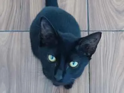 Gato raça SRD-ViraLata idade 2 a 6 meses nome Salém 