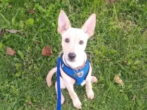 Cachorro raça SRD-ViraLata idade 2 a 6 meses nome Chulinho