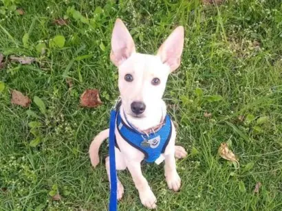 Cachorro raça SRD-ViraLata idade 2 a 6 meses nome Chulinho