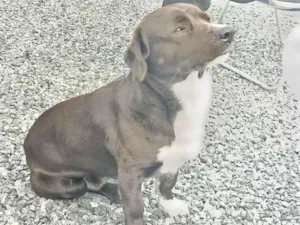 Cachorro raça SRD-ViraLata idade 7 a 11 meses nome Charuto 