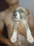 pintado