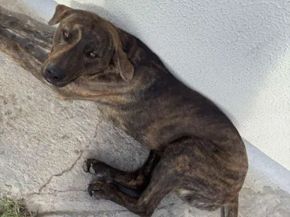 Cachorro raça Labrador idade 7 a 11 meses nome Apollo