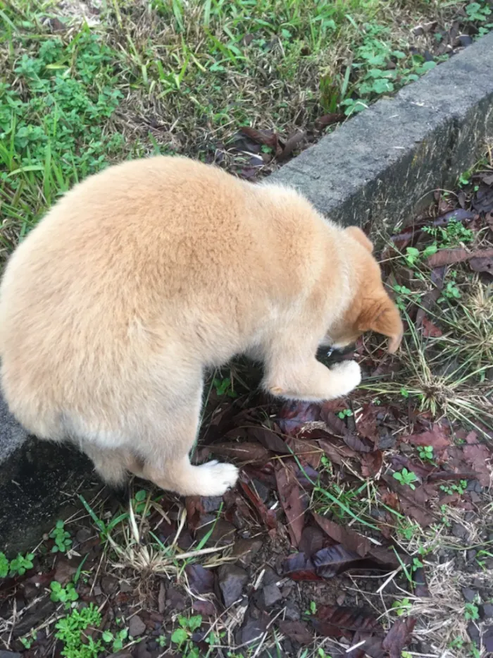 Cachorro raça SRD-ViraLata idade 2 a 6 meses nome Pinta