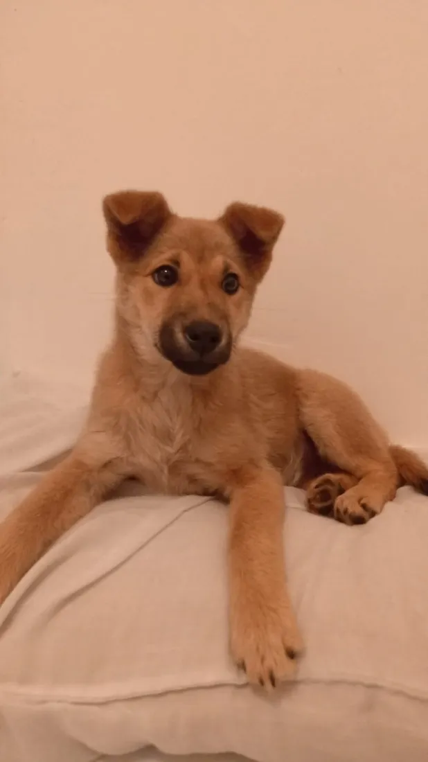 Cachorro raça SRD-ViraLata idade 2 a 6 meses nome Pinta