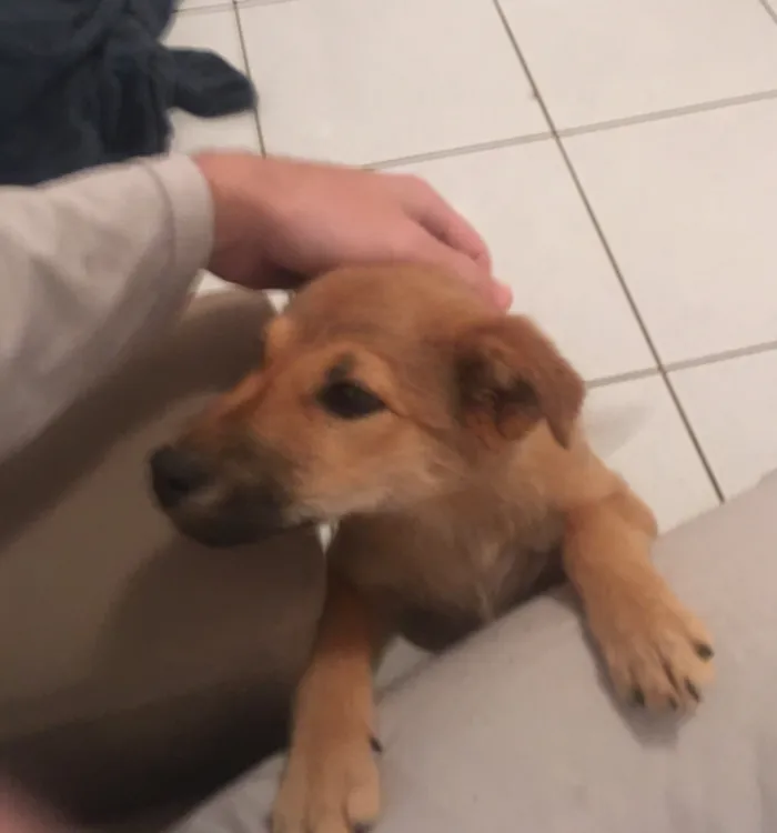 Cachorro raça SRD-ViraLata idade 2 a 6 meses nome Pinta