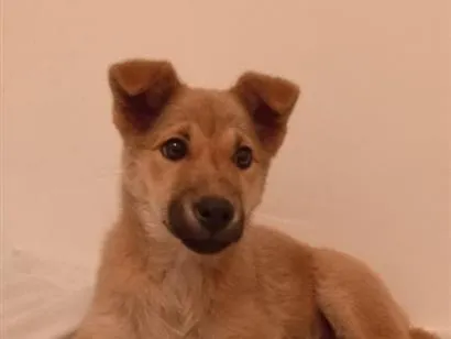 Cachorro raça SRD-ViraLata idade 2 a 6 meses nome Pinta
