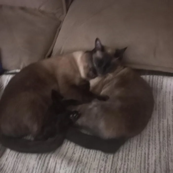 Gato raça Siamês idade 4 anos nome Zaya e Zayon