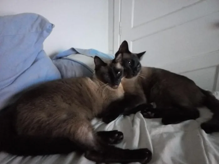 Gato raça Siamês idade 4 anos nome Zaya e Zayon