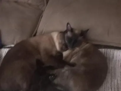 Gato raça Siamês idade 4 anos nome Zaya e Zayon
