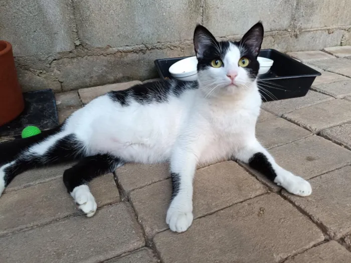 Gato raça SRD-ViraLata idade 7 a 11 meses nome Jade Mingau e Doritos