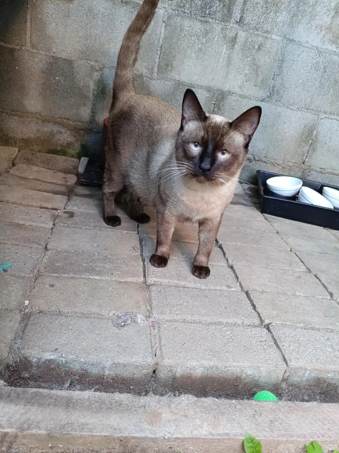 Gato raça SRD-ViraLata idade 7 a 11 meses nome Jade Mingau e Doritos