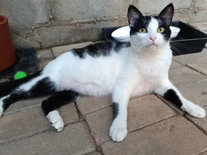 Gato raça SRD-ViraLata idade 7 a 11 meses nome Jade Mingau e Doritos