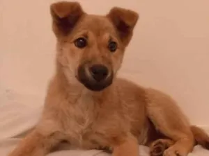 Cachorro raça SRD-ViraLata idade 2 a 6 meses nome Pinta