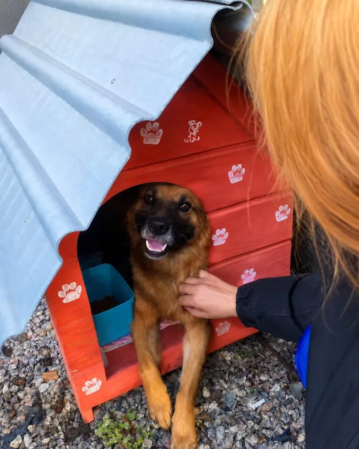 Cachorro raça SRD-ViraLata idade 1 ano nome Jerry