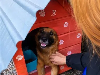 Cachorro raça SRD-ViraLata idade 1 ano nome Jerry