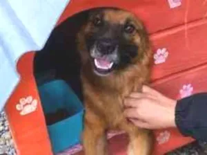 Cachorro raça SRD-ViraLata idade 1 ano nome Jerry