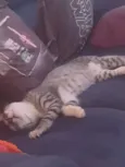 apollo