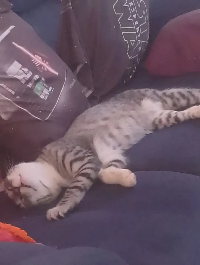 Gato raça SRD-ViraLata idade 2 a 6 meses nome apollo
