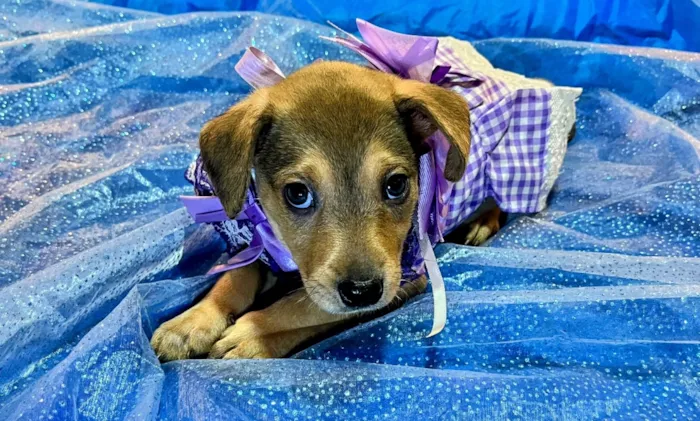 Cachorro raça SRD-ViraLata idade Abaixo de 2 meses nome Jasmin 