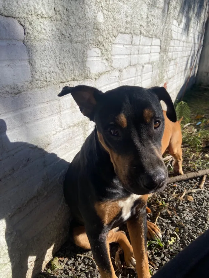 Cachorro raça SRD-ViraLata idade 1 ano nome Maria Flor