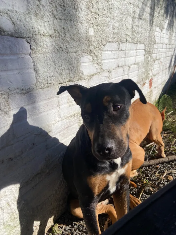 Cachorro raça SRD-ViraLata idade 1 ano nome Maria Flor