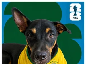 Cachorro raça SRD-ViraLata idade 1 ano nome Maria Flor