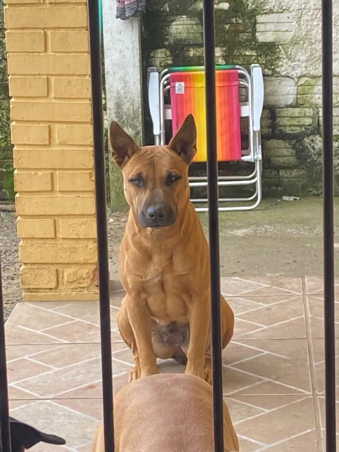 Cachorro raça SRD-ViraLata idade 1 ano nome Nala