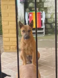 Nala