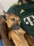 Nala