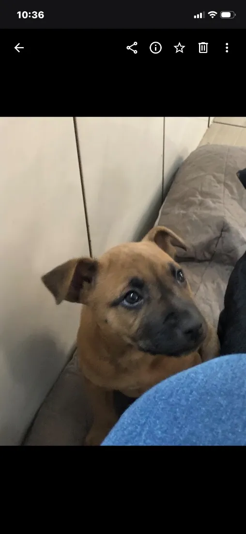 Cachorro raça SRD-ViraLata idade 1 ano nome Nala