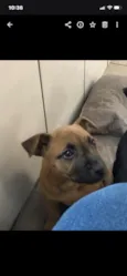 Nala