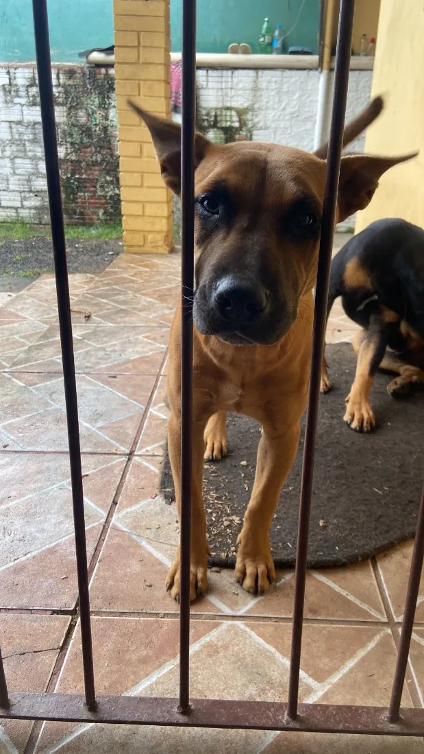 Cachorro raça SRD-ViraLata idade 1 ano nome Nala